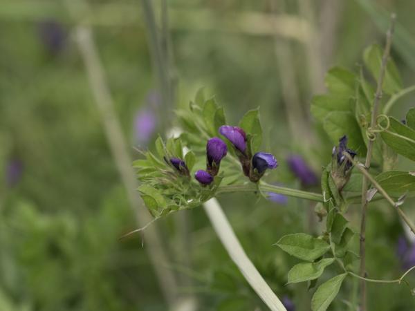 <h3><a href="/trips/ebro/biota/plantae/tracheophyta/magnoliopsida/fabales/fabaceae/vicia sativa/vicia sativa-nl.html">Vicia&nbsp;sativa</a> / Common&nbsp;vetch / Smalle&nbsp;wikke&nbsp;en&nbsp;vergeten&nbsp;wikke</h3>OM-1 met OLYMPUS M.40-150mm F2.8, 1/2000 sec  bij F5.6, ISO 1000, afstand 0.965&nbsp;m